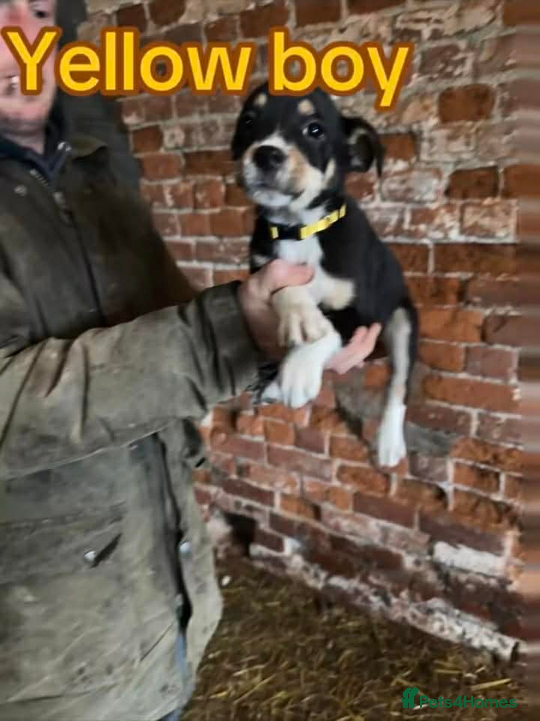 Mixed Breed dogs for sale: Collie pups for sale, ready now  - Advert 8