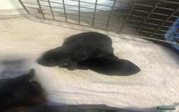 Mixed Breed dogs for sale: Cane corso cross German shepherd puppy’s  - Image 5