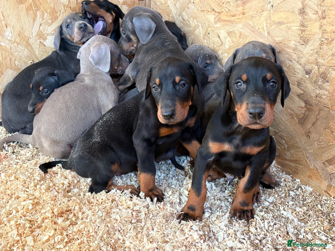 Dobermann dogs for sale: Beautiful puppy’s  - Image 14