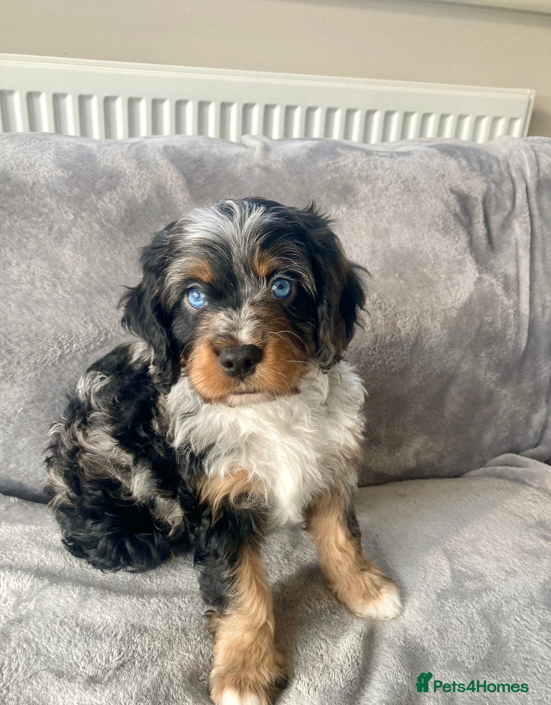Cavapoo dogs for sale: WAITING LIST NOW OPEN Extremely Rare Merle F1  - Advert 13