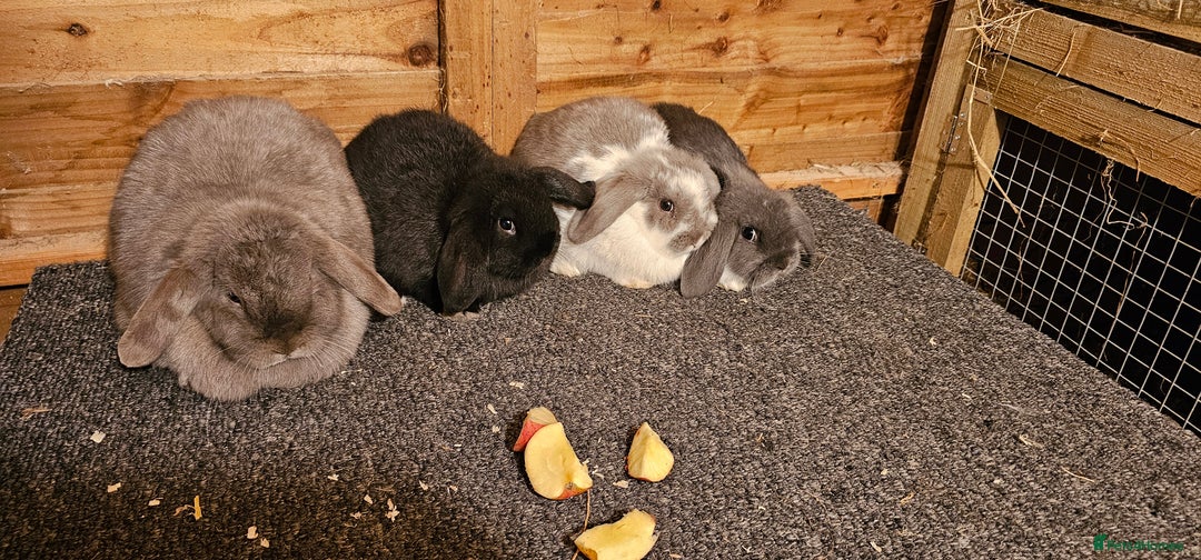 Mini Lop rabbits for sale: mini lop for sale  - Advert 6