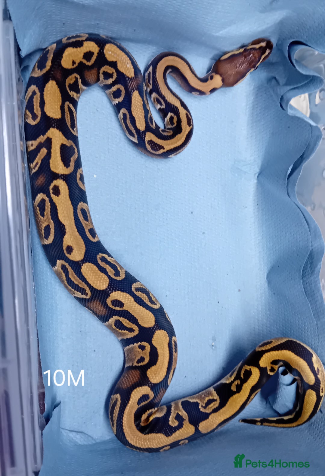 Python Snake reptiles for sale: Hatchling Male Royal Python's  - Advert 4