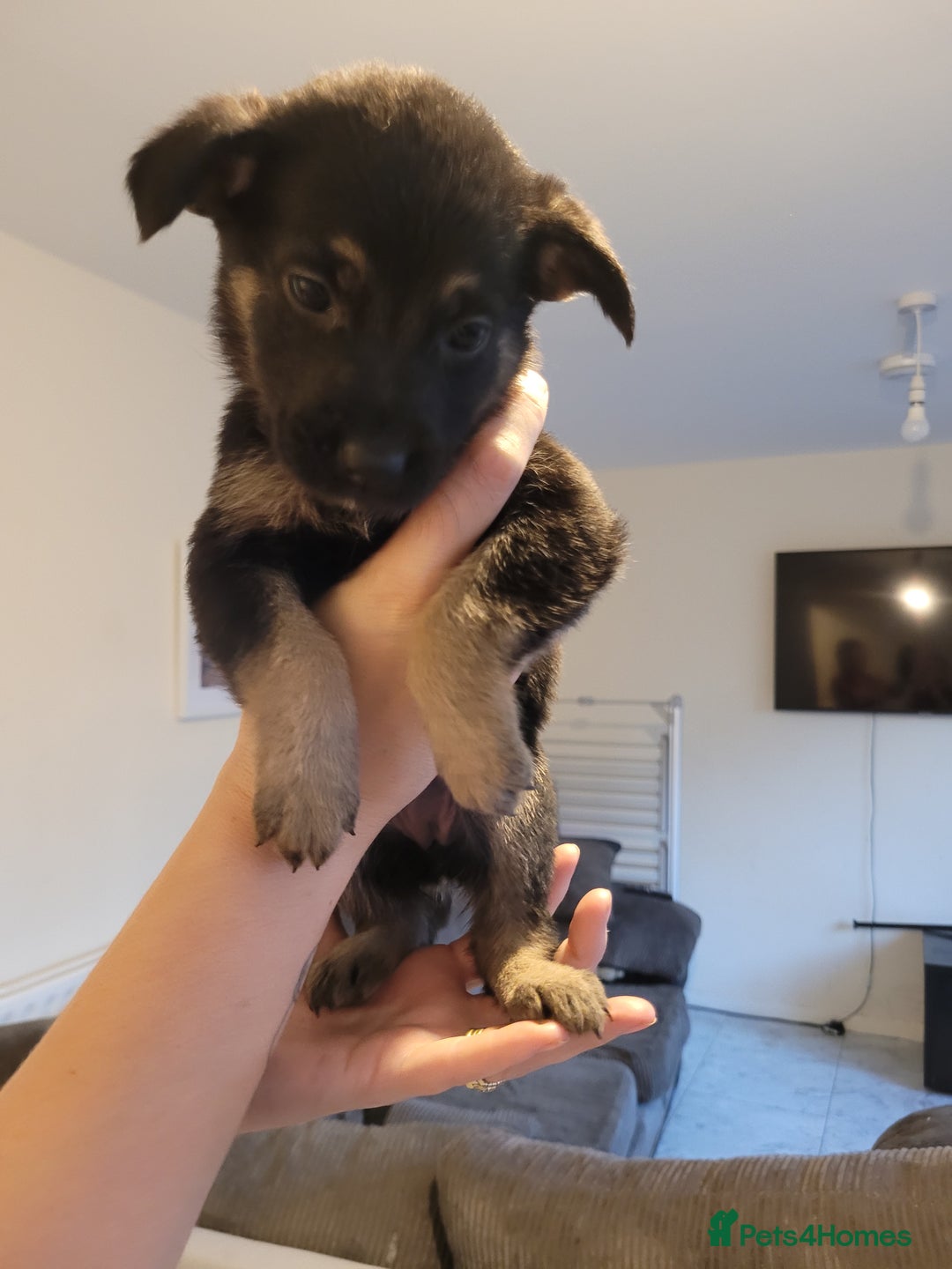 Mixed Breed dogs for sale: German Shepherd X Labrador  - Image 6