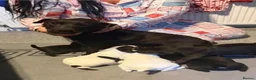 Patterjack dogs for sale: Jack Russell x Patterdale in Consett - Advert 2