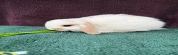 Mini Lop rabbits for sale: Three mini lop boys available  - Advert 5