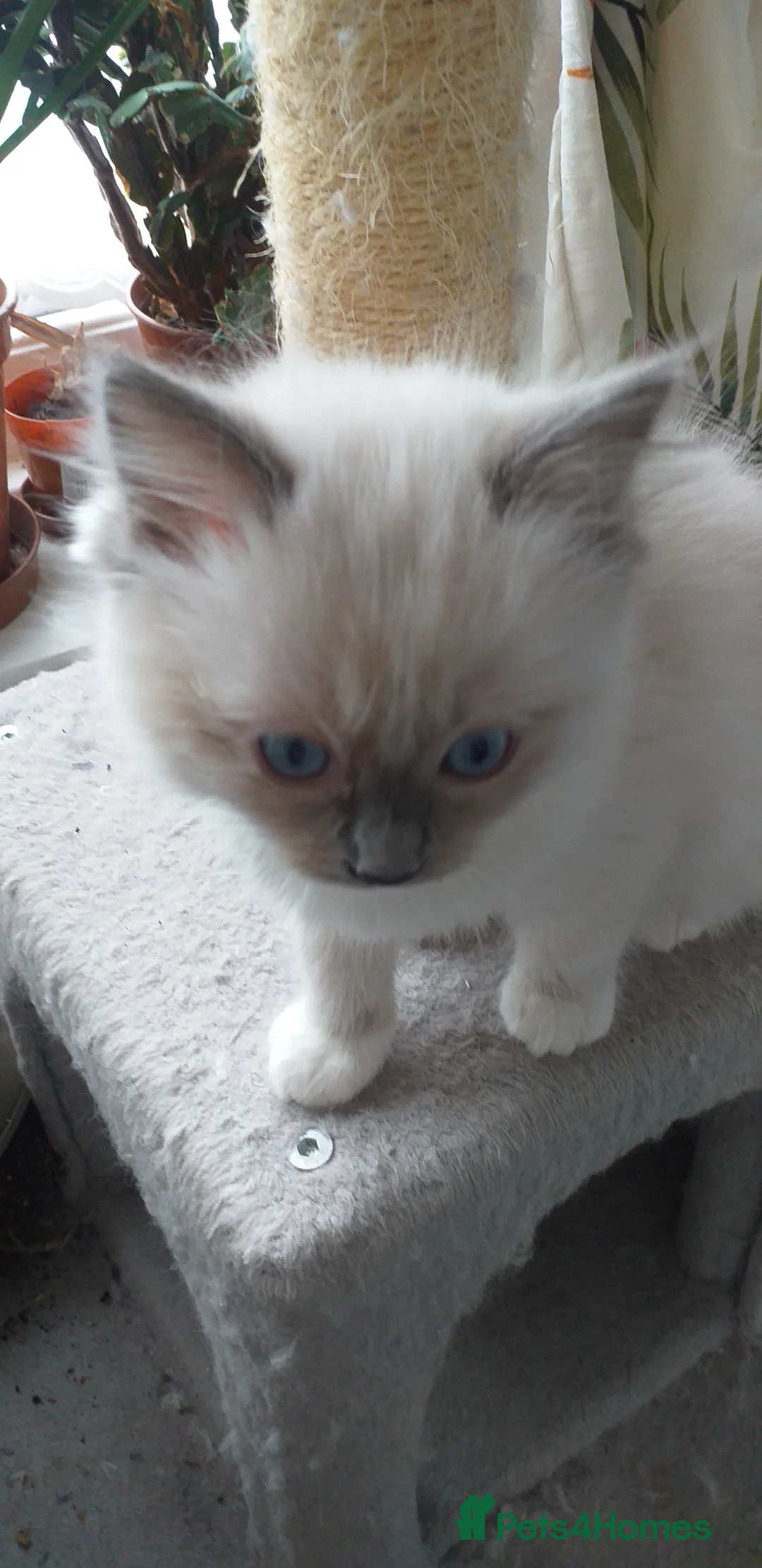 Ragdoll cats for sale: Beautiful Ragdoll Kittens - Advert 5