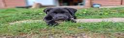 Lurcher dogs for sale: Greyhound x shepherd/collie  in Hungerford - Advert 28