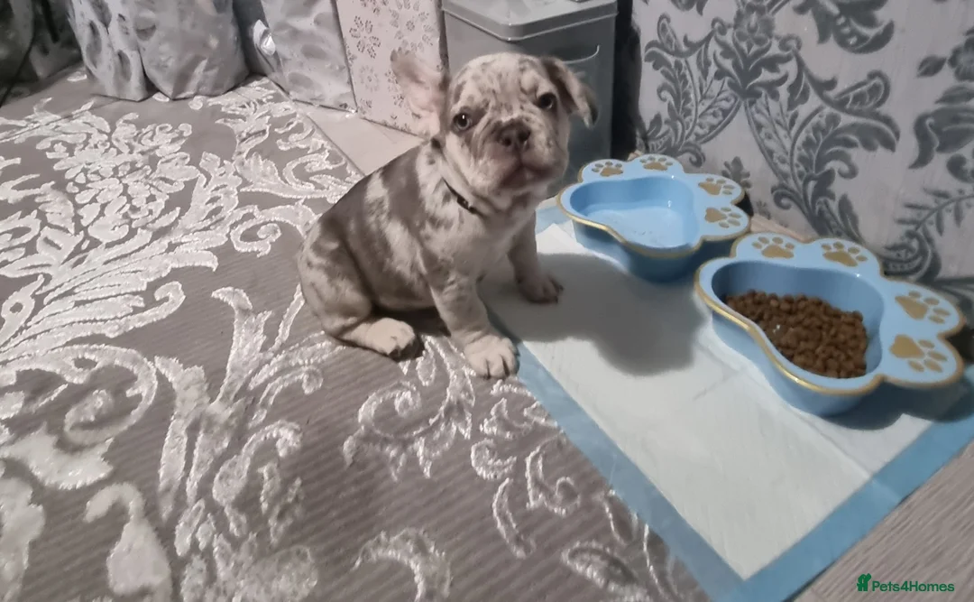 French Bulldog dogs for stud: STUD! male stud frenchie white/grey merl. - Advert 3