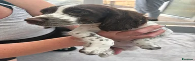 English Springer Spaniel 1