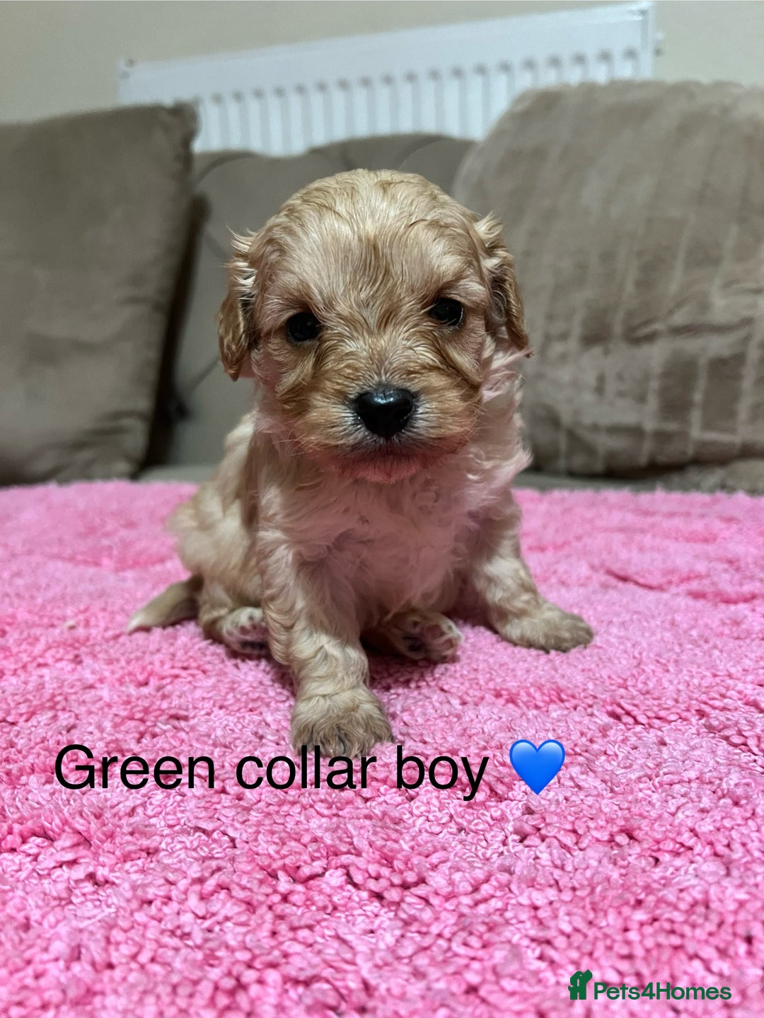 Cavapoo dogs for sale: Health tested cavapoos ready 16th February 🐶 - Advert 12