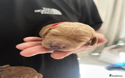 Cockapoo dogs for sale: Beautiful Cockapoo F2 puppies  - Image 14