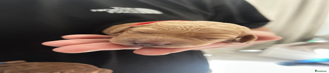 blonde boy (red collar)