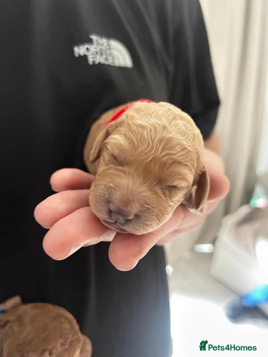 Cockapoo dogs for sale: Beautiful Cockapoo F2 puppies  - Image 14