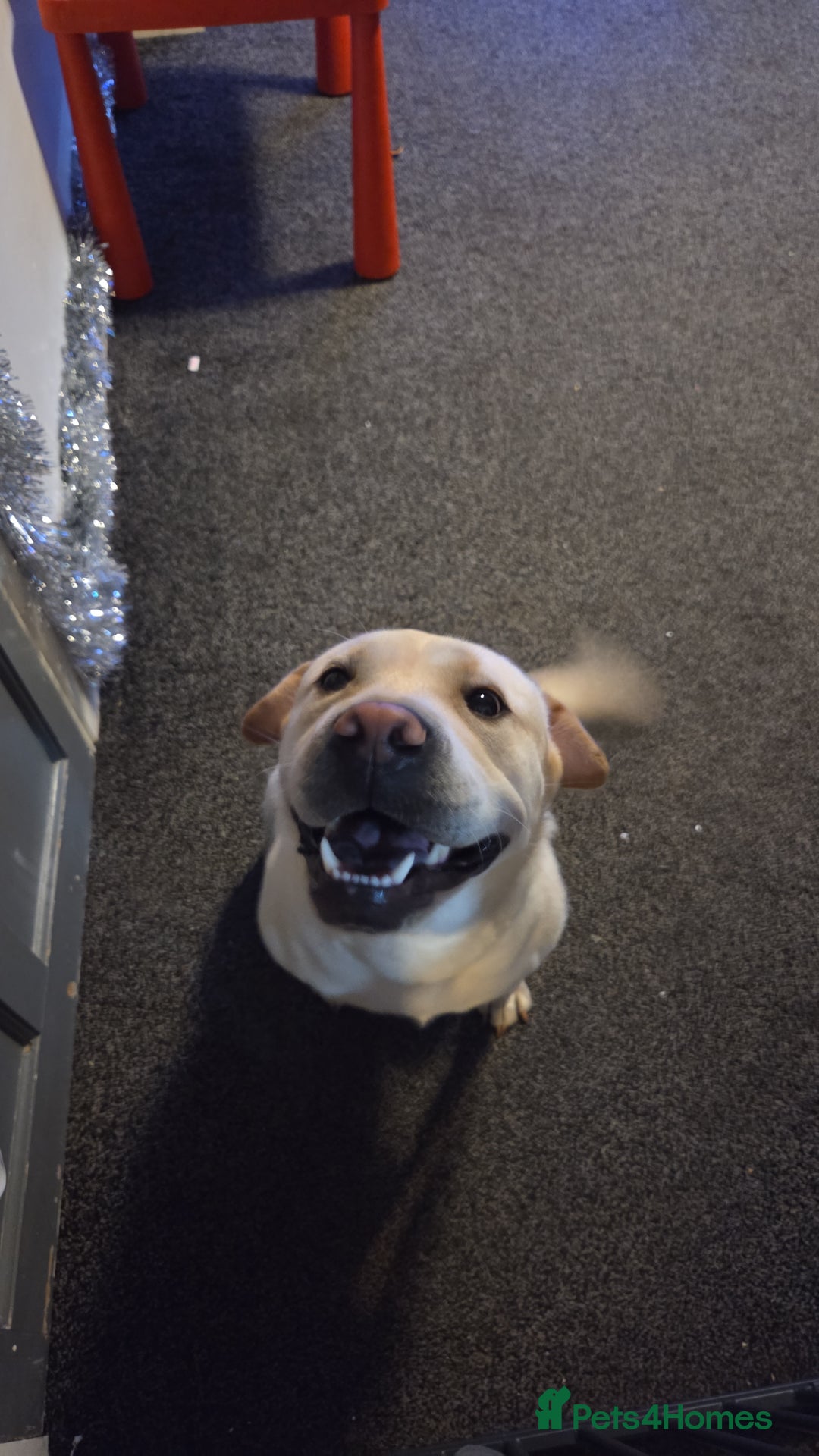 Mixed Breed dogs for sale: Shar pei cross Labrador - Advert 3