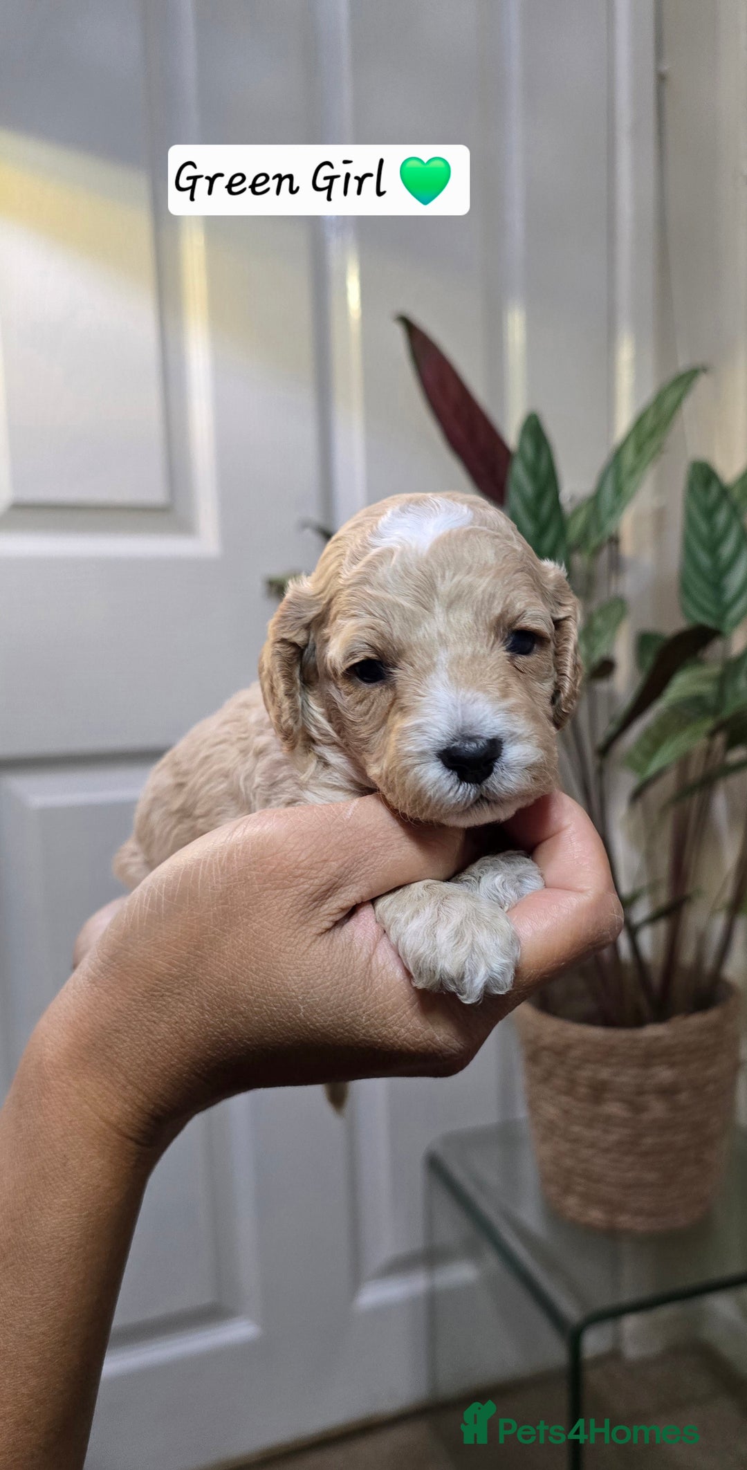 Cockapoo dogs for sale: Cockapoo Puppies Extensive Health Tested - Image 18