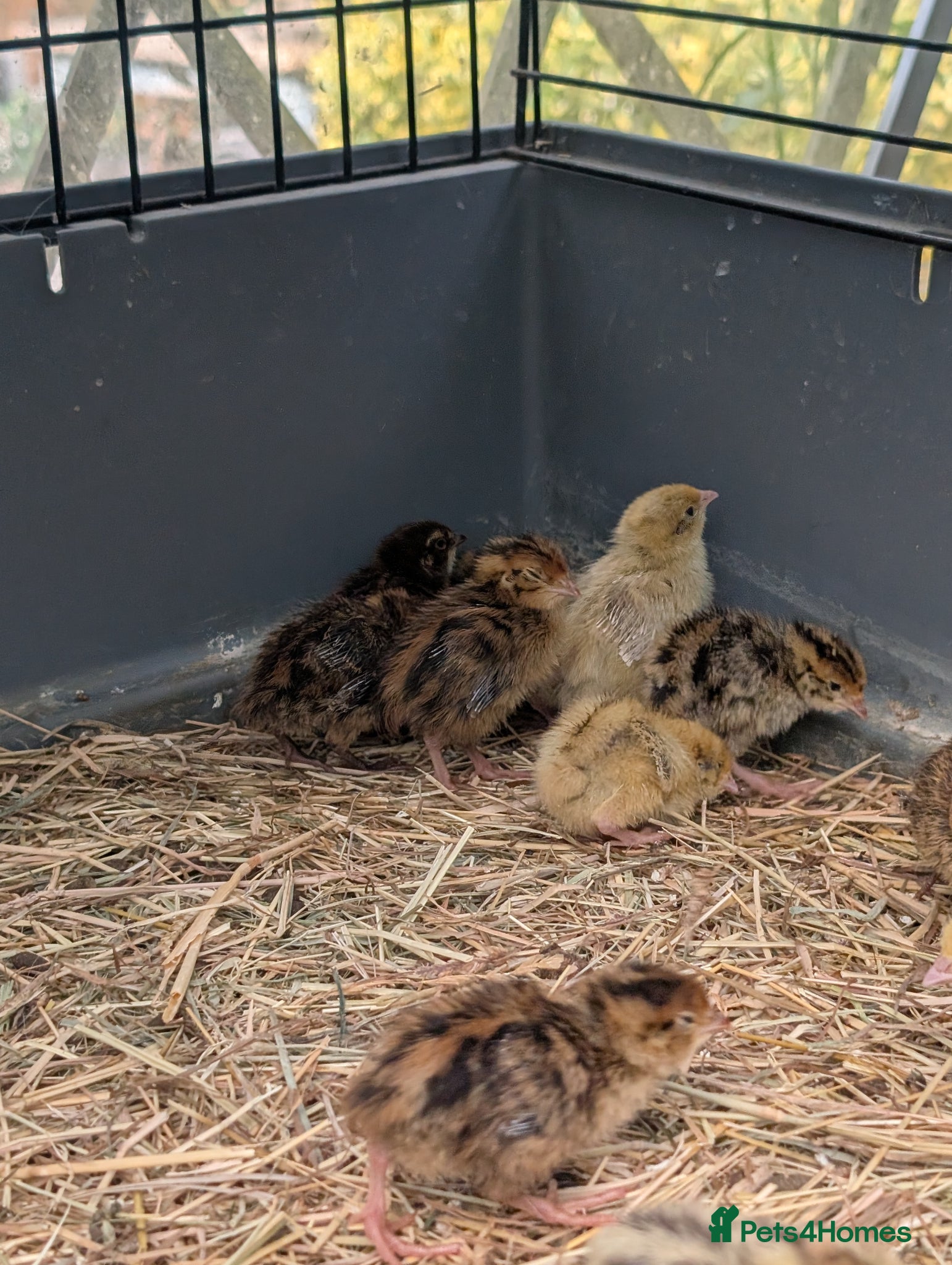 Quail poultry Quail chicks  - Advert 8