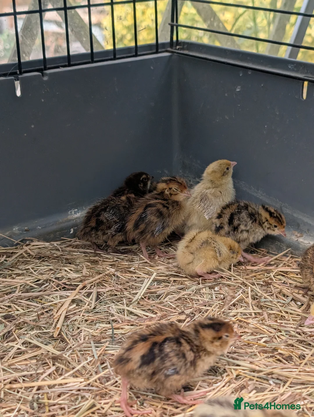 Quail poultry for sale: Quail chicks  - Advert 2