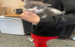 Ragdoll cats for sale: Ragdoll cross kittens  - Image 2