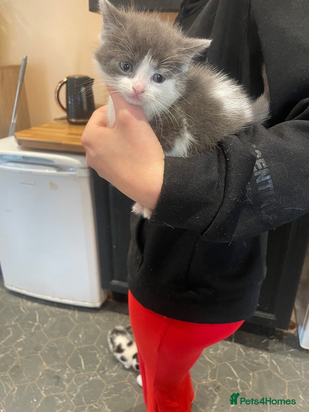 Ragdoll cats for sale: Ragdoll cross kittens  - Image 2