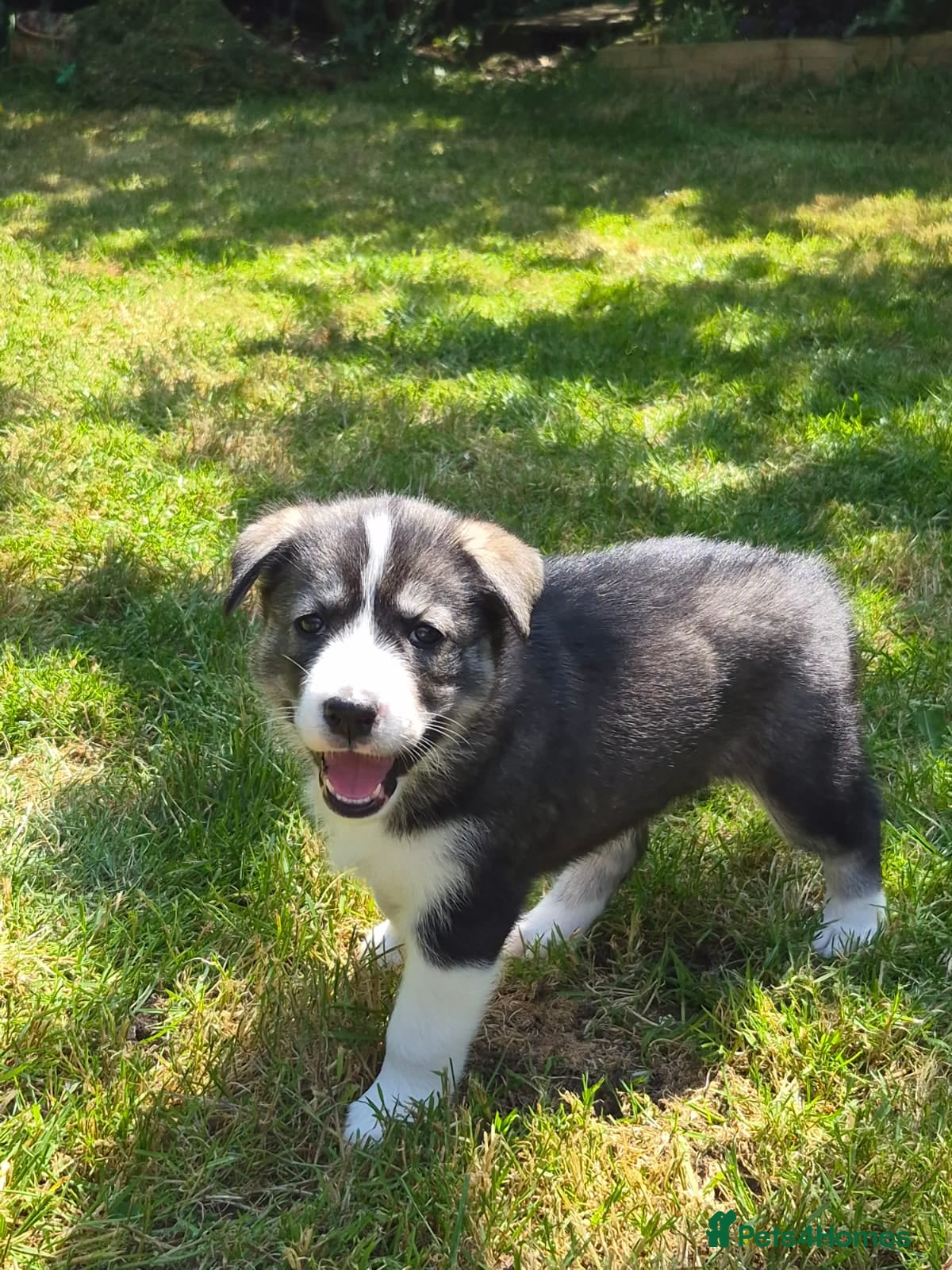 Mixed Breed dogs 75%Husky / 25% labrador. (LABSKI). - Advert 2