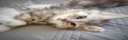 Siberian cats for sale: 🐾 Stunning Siberian cross Maine Coon Kittens 🐾 - Advert 28