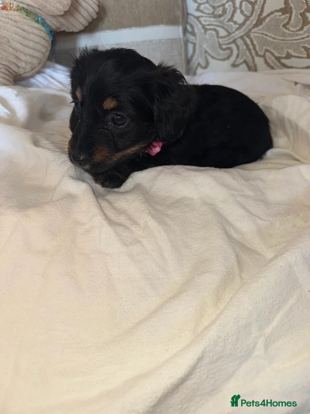 Miniature Dachshund dogs for sale: Miniature dachshunds - Advert 3