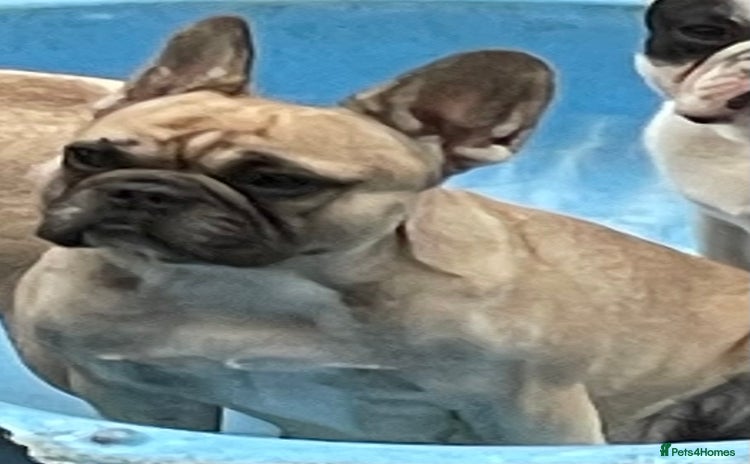 French Bulldog dogs in Leeds - Advert 2