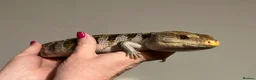 Skink reptiles for sale: Blue tongue skink in Tenbury Wells - Advert 3