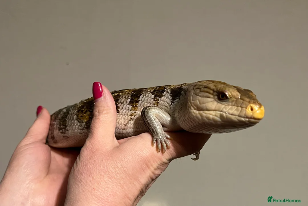 Skink reptiles for sale: Blue tongue skink in Tenbury Wells - Advert 3