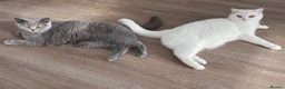 British Shorthair cats for sale: BSH pair  - Advert 2
