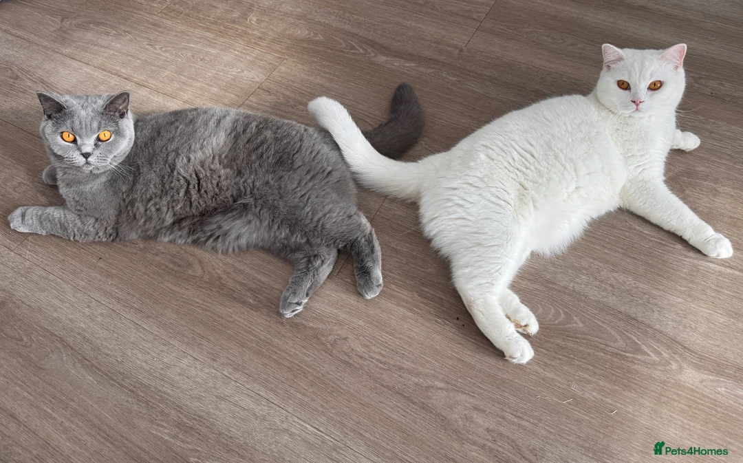 British Shorthair cats for sale: BSH pair  - Advert 2