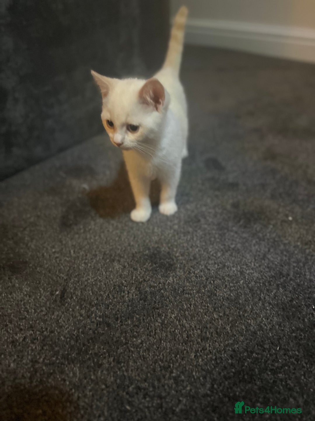 British Shorthair cats for sale: British shorthair kittens - Image 10