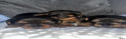 Yorkshire Terrier dogs for sale: Yorkshire terrier puppies - Advert 10