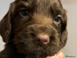 Cocker Spaniel dogs Cocker spaniel puppy - Advert 1