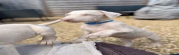 Dobermann dogs for sale: Exceptional White & Cream Doberman Puppies - Advert 31