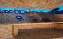 British Shorthair cats for stud: CHUNKY, GORGEOUS BSH STUD  - Image 5