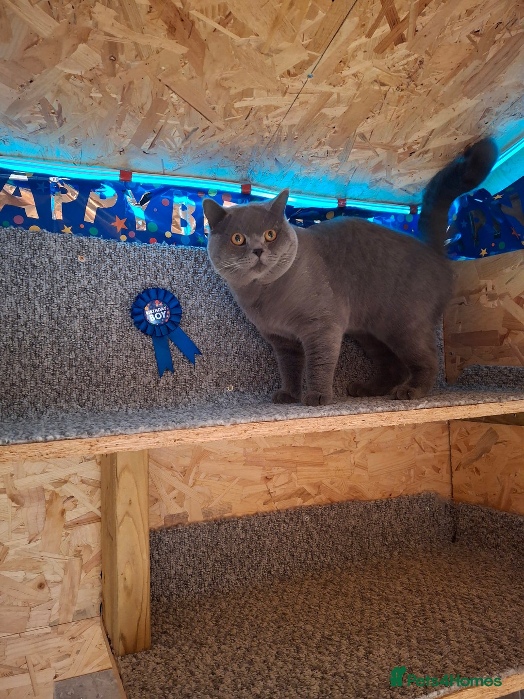 British Shorthair cats for stud: CHUNKY, GORGEOUS BSH STUD  - Image 5