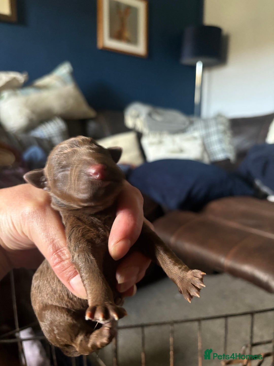 Patterdale Terrier dogs for sale: Beautiful Patterdale pups - Image 4