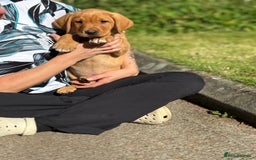 Labrador Retriever dogs for sale: Fox Red /  Mahogany Labradors  - Image 28