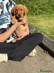 Labrador Retriever Puppy 3
