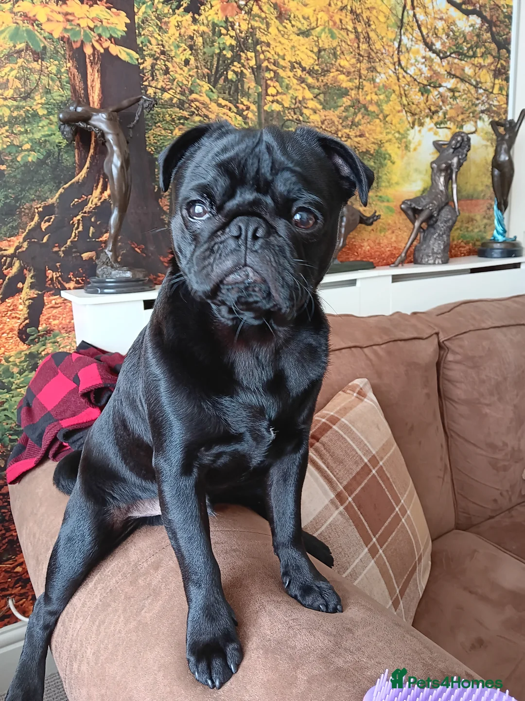 Pug dogs for sale: Black pug  in Derby - Advert 6