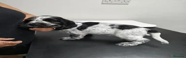 Cocker Spaniel 1