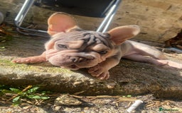 French Bulldog dogs for sale: French bulldog - Image 4