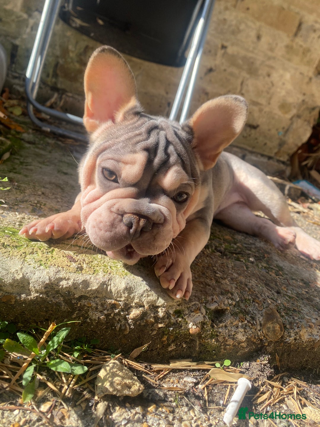 French Bulldog dogs for sale: French bulldog - Image 4