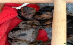 Miniature Dachshund dogs for sale: Beautiful Home Reared KC Reg Mini Daschunds - Image 19