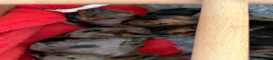 Miniature Dachshund Puppy 2