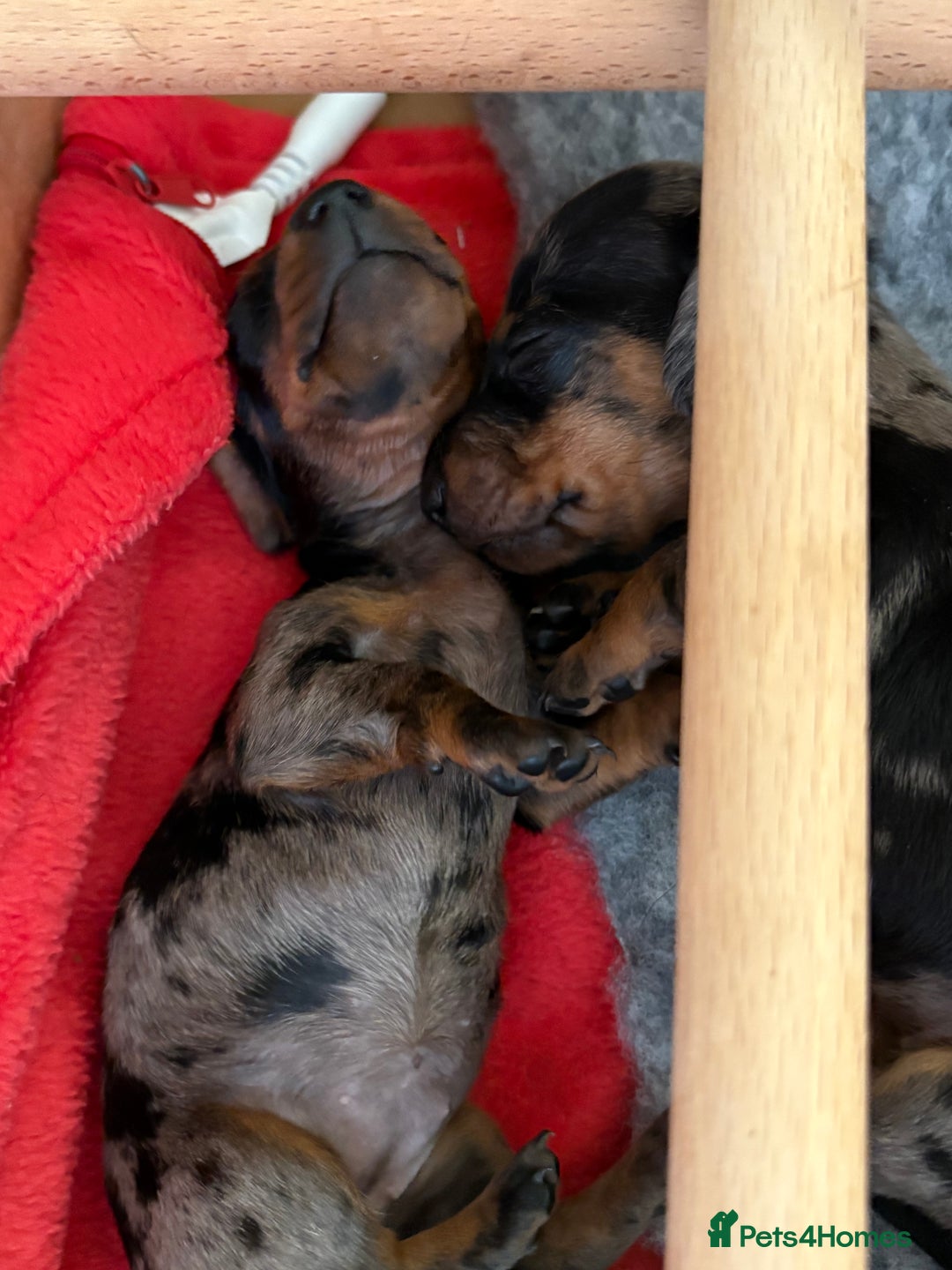 Miniature Dachshund dogs for sale: Beautiful Home Reared KC Reg Mini Daschunds - Image 19