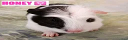 Guinea Pig rodents for sale: Muffin & Friends 🧁 – 6 Baby Guinea Pigs ❤️ - Advert 4