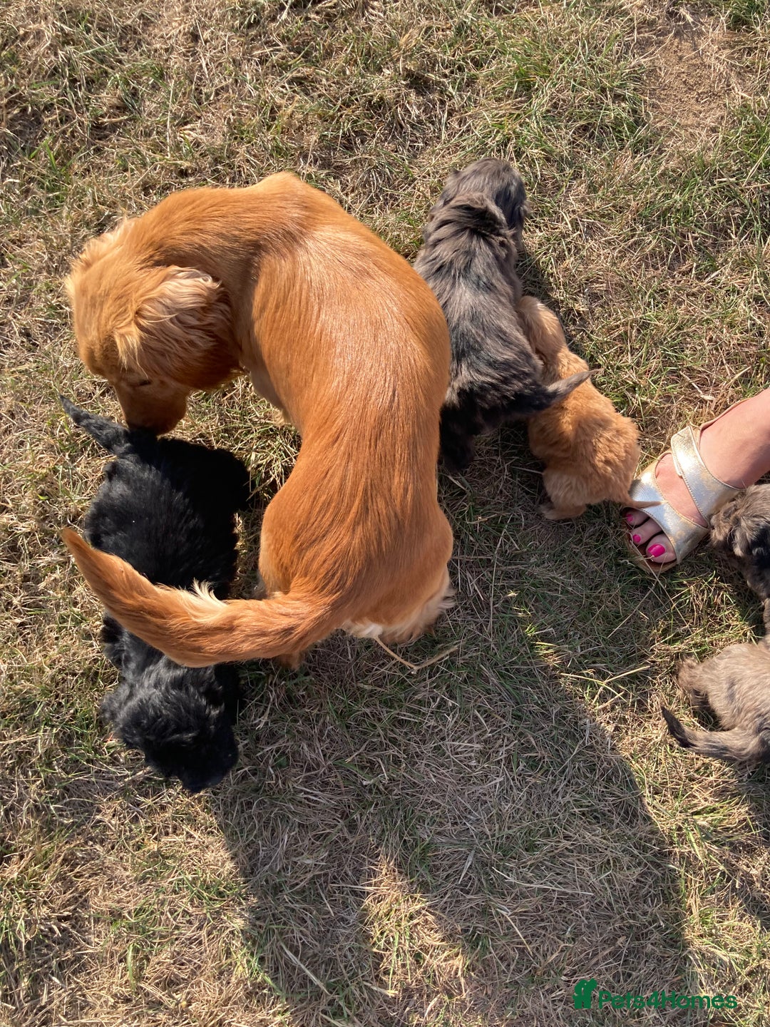 Cockapoo dogs for sale: Cockapoos  - Image 12