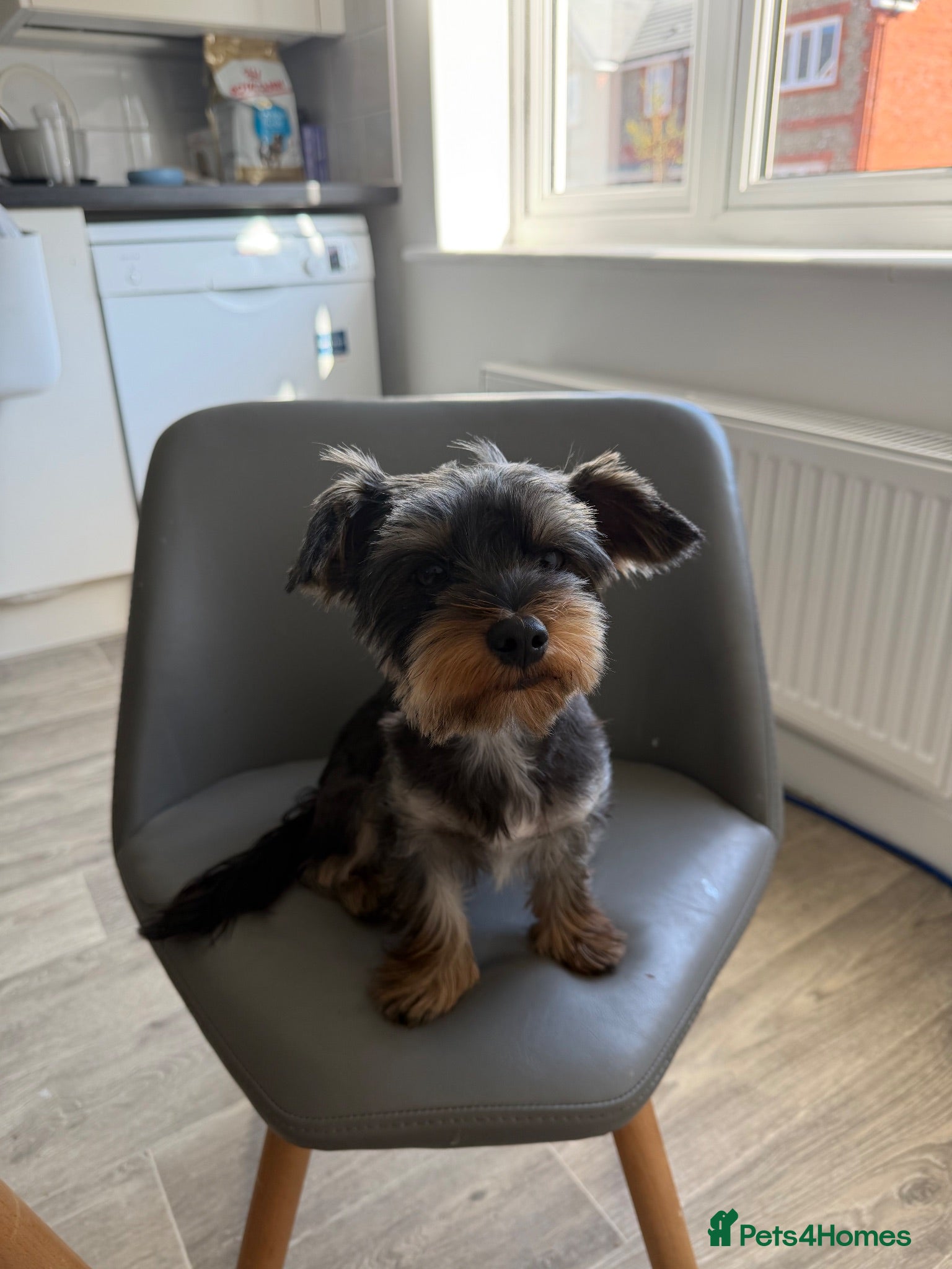 Yorkshire Terrier dogs STUD Yorkshire Terrier  - Advert 2